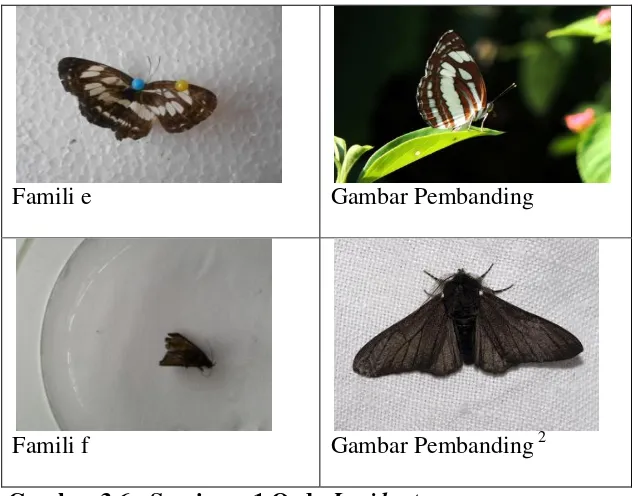 Gambar 3.6  Spesimen 1 Ordo Lepidoptera 