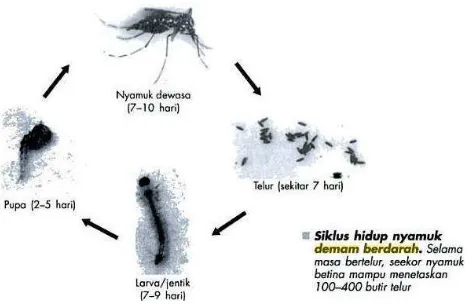 Gambar 1. Siklus Hidup Nyamuk Aedes spp (docstoc.com) 