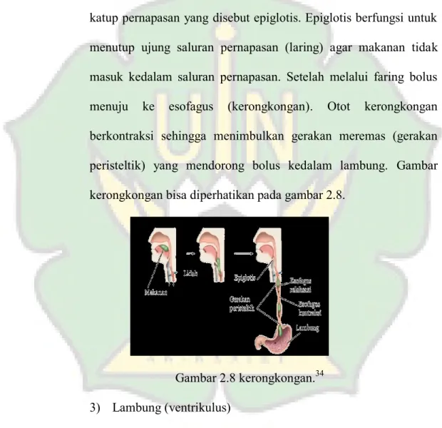 Gambar 2.8 kerongkongan. 34 3)  Lambung (ventrikulus)  