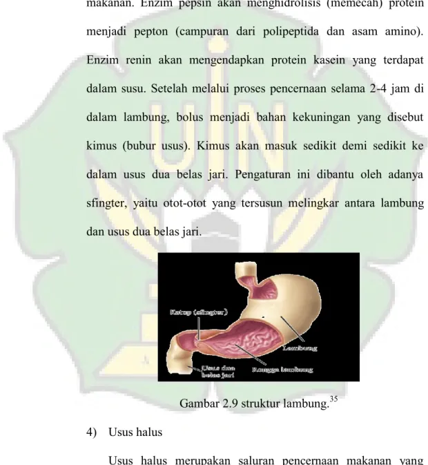 Gambar 2.9 struktur lambung. 35 4)  Usus halus  