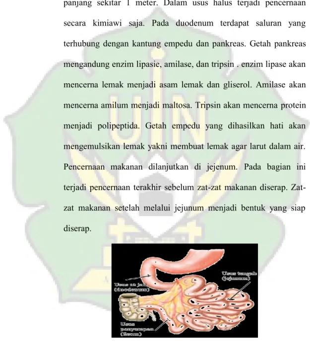 Gambar 2.10 Struktur usus halus. 36