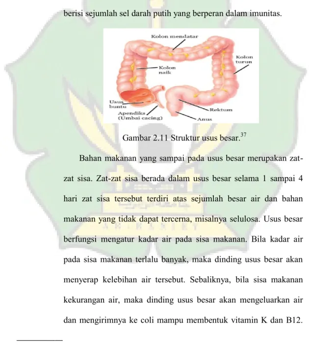 Gambar 2.11 Struktur usus besar. 37