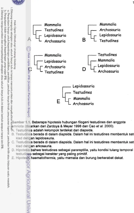 Gambar 1 .I. Beberapa hipotesis hubungan filogeni testudines dan anggota 