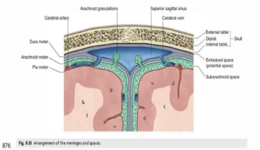 Gambar 2.1 Anatomi meningeal (Gray’s anatomy, 2015) 