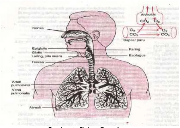 Gambar 1. Sistem Pernafasan Sumber: Guyton dan Hall. 1997. p.608 