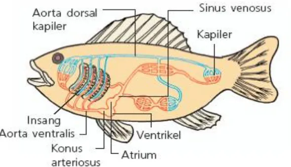 Gambar 2.4  Sistem Sirkulasi Ikan15