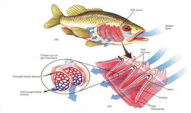 Gambar 2.5  Sistem Respirasi Ikan17