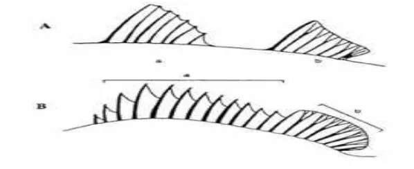 Gambar 2.10 Tipe Sirip Punggung Ikan (A. Bagian 
