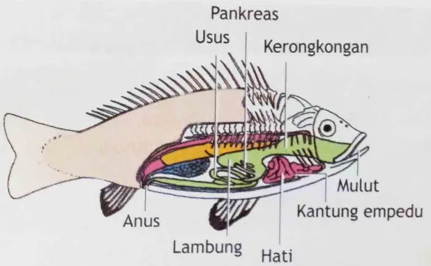 Gambar 2.2 Sistem Otot Ikan11 