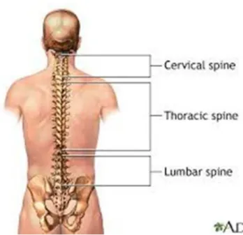 Gambar 2.1 Rangka dilihat dari posterior, memperlihatkan kolumna vertebralis  (Sumber: Keck Medicine of USC, 2013) 