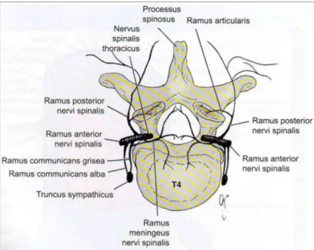 Gambar 2.4 Persarafan sendi-sendi vertebra. Pada tingkat vertebra tertentu, sendi  menerima serabut saraf dari dua nervus spinalis  yang berdekatan 