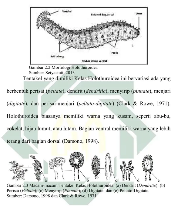 Gambar 2.3 Macam-macam Tentakel Kelas Holothuroidea. (a) Dendrit (Dendritic); (b)  Perisai (Peltate); (c) Menyirip (Pinnate); (d) Digitate; dan (e) Peltato-Digitate
