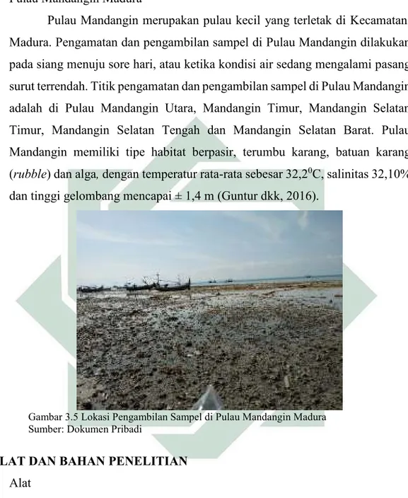 Gambar 3.5 Lokasi Pengambilan Sampel di Pulau Mandangin Madura  Sumber: Dokumen Pribadi 
