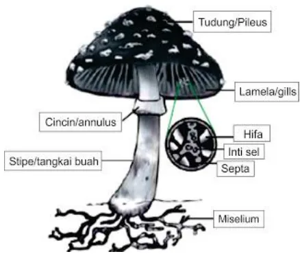 Gambar 2.6 Struktur Tubuh Basidiomycota22 