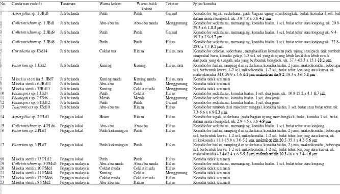 Tabel 2  Karakter morfologi cendawan endofit yang berasosiasi dengan daun jati belanda, pegagan lokal, pegagan malaysia, dan rimpang temulawak 