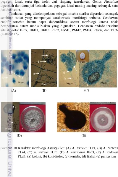 Gambar 10 Karakter morfologi Aspergillus: (A) A. terreus TLr1, (B) A. terreus 