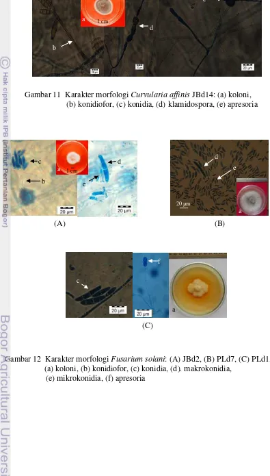 Gambar 12  Karakter morfologi Fusarium solani: (A) JBd2, (B) PLd7, (C) PLd1, 