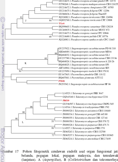 Gambar 17  Pohon filogenetik cendawan endofit asal organ fungsional jati 