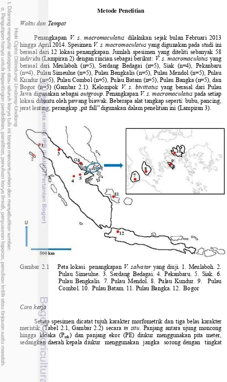 Gambar 2.1    Peta lokasi  penangkapan V. salvator yang diuji. 1. Meulaboh. 2. 