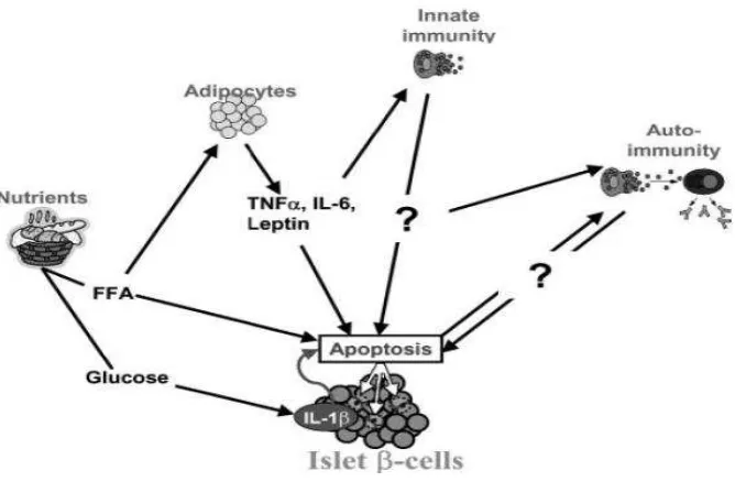 Gambar 2.1 Penyebab Kerusakan Sel � pada Patogenesis Dε Tipe β 