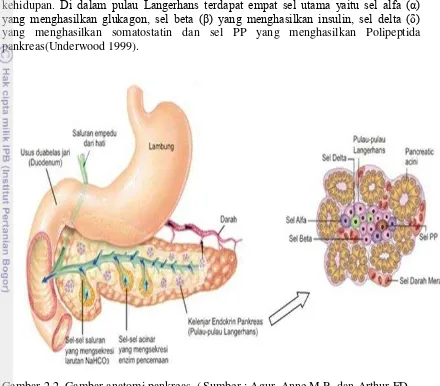 Gambar 2.2. Gambar anatomi pankreas. ( Sumber : Agur, Anne M.R. dan Arthur FD. 