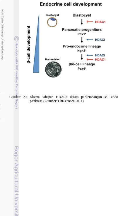 Gambar 2.4 Skema tahapan HDACs dalam perkembangan sel endokrin 