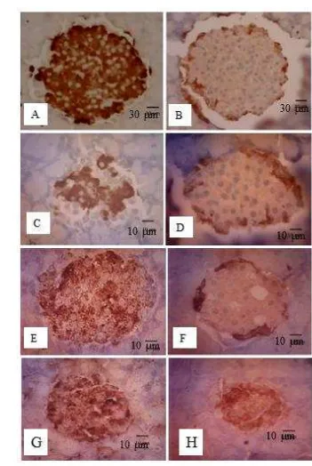 Gambar 4.4Hasil pewarnaan immunohistokimia sel endokrin pankreas tikus 