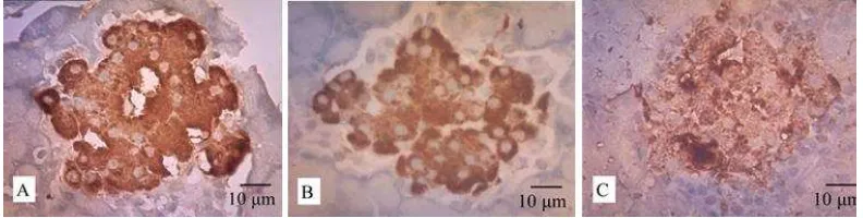 Gambar 5.2 Hasil pewarnaan immunohistokimia positif insulin sel endokrin 