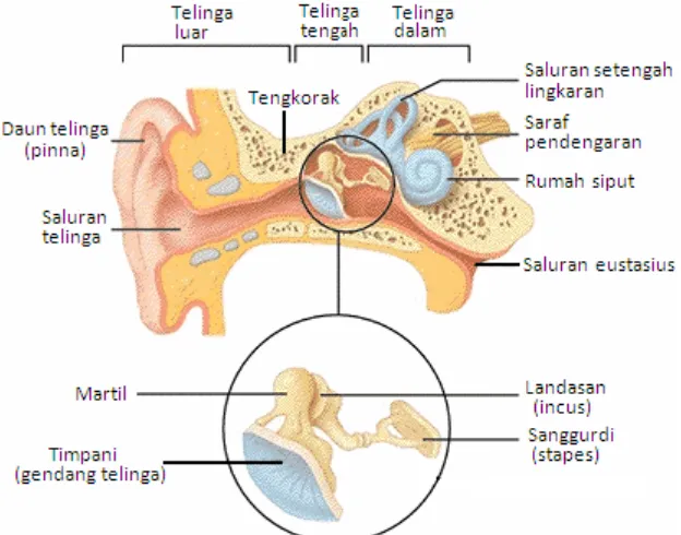Gambar 2.2. Diagram telinga manusia 