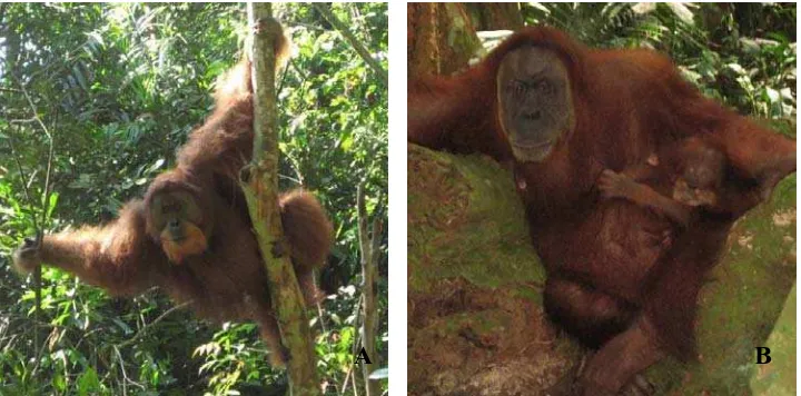 Gambar 2.1 Orangutan Sumatera (Pongo abelii Menurut MacKinnon (1974), Rikjsen (1978), dan Galdikas (1984), tahapan 