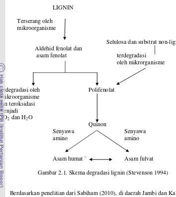 Gambar 2.1. Skema degradasi lignin (Stevenson 1994) 