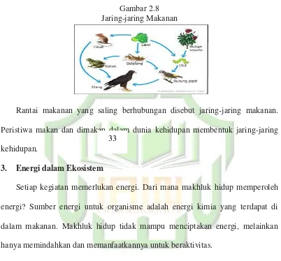 Gambar 2.9 Perpindahan Energi Berlangsung Dari Matahari KeTumbuhan Hijau 