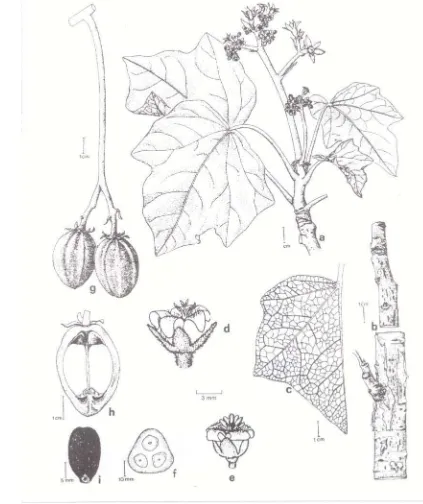 Gambar 2  Morfologi tanaman jarak pagar (Jatropha curcas L.) (Heller 1996). 