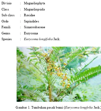 Gambar 1. Tumbuhan pasak bumi (Eurycoma longfolia Jack.)  