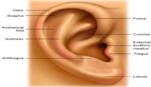 Gambar 2.1 Daun telinga  