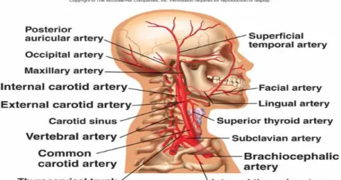 Gambar 2.4 Arteri yang mendarahi kepala dan leher (Junquiera, 2007)