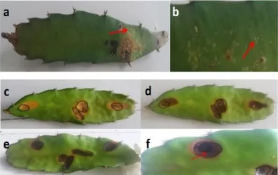 Gambar 3.    Karakterisasi morfologi dan mikroskopis isolat cendawan penyebab penyakit kanker batang  dan buah tanaman buah naga ; permukaan atas (a) dan bawah (b) koloni cendawan pada media  PDA, variasi bentuk spora (c&amp;d), tubuh buah/piknidia cendawa