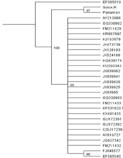 Gambar 4.    Pohon filogenetik sekuen nukleotida isolat cendawan N. dimidiatum asal tanaman buah naga  Pariaman,  Solok  dan  beberapa  spesies  kerabat  menggunakan  maximum  likelihood  1000  kali bootstrap