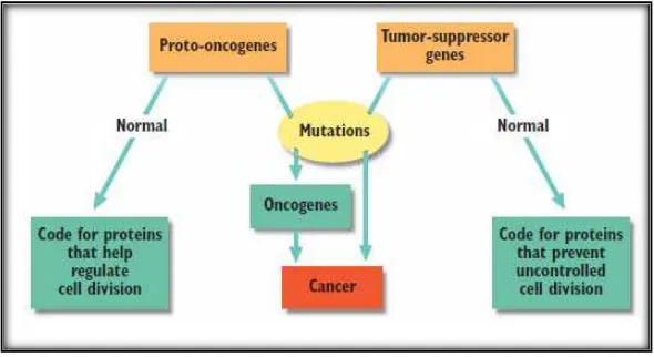 Gambar 2.1 Mutasi pada Proto-onkogen atau Tumor-supresor gen         Sumber gambar (Postlethwait, et al., 2006