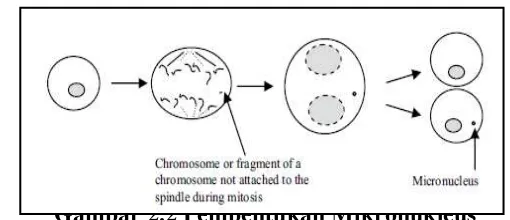 Gambar 2.2 Pembentukan Mikronukleus Sumber gambar (Durling, 2008) 
