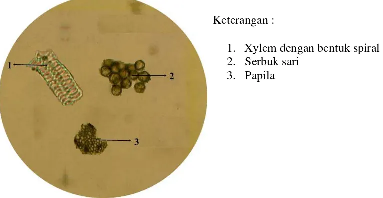 Gambar 4.1 Mikroskopik serbuk simplisia bunga pepaya jantan (perbesaran 40x10) 