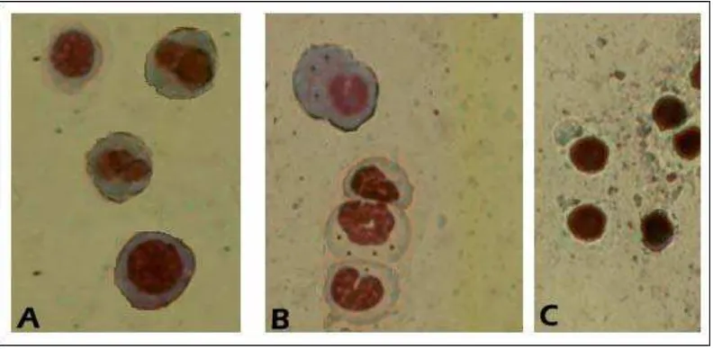 Gambar 4.2 Sel-sel yang tampak pada apusan sumsum tulang mencit 