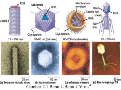 Gambar 2.1 Bentuk-Bentuk Virus 43