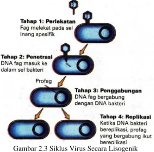 Gambar 2.3 Siklus Virus Secara Lisogenik