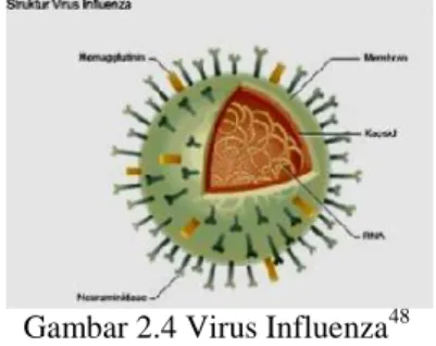 Gambar 2.4 Virus Influenza 48