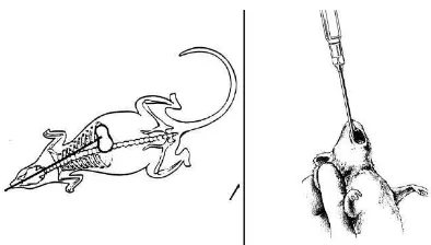 Gambar 3.2  Metode Flushing; a) Cara Memasukkan Jarum ke Ujung Oviduk, b) Flushing Embrio di Atas Kaca Arloji (Sumber: Dye, 1993; Priyandoko, 2004)