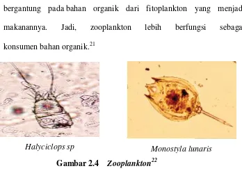 Gambar 2.4    Zooplankton22 