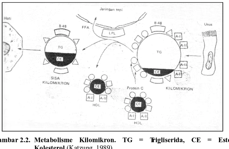 Gambar 2.2.  Metabolisme Kilomikron. TG = Trigliserida, CE = Ester Kolesterol (Katzung, 1989) 