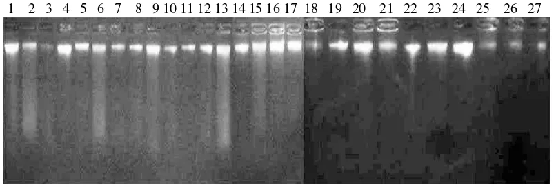 Gambar 2. Elektroforegram uji kualitatif 27 DNA tanaman aren       Ket: Konawe Selatan (1-4), Kendari (5-19), dan Konawe (20-27) 
