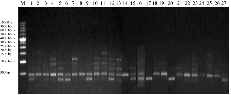 Gambar 3. Elektroforegram amplifikasi 27 DNA aren dengan primer OPD 03       Ket : M = marker ladder 1 kb, Konawe Selatan (1-4), Kendari (5-19),        dan Konawe (20-27) 